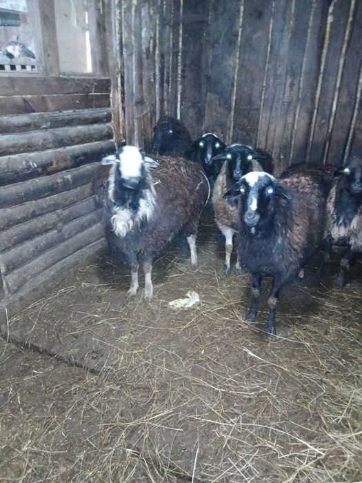 Бараны овцы откормленные