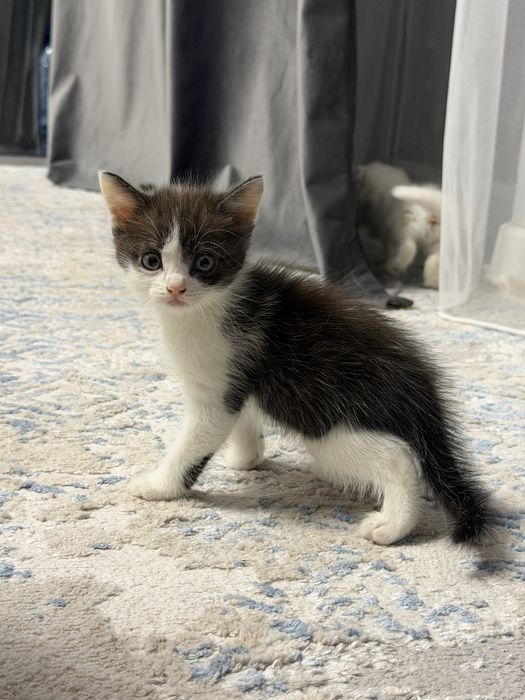 Продается породистый котёнок