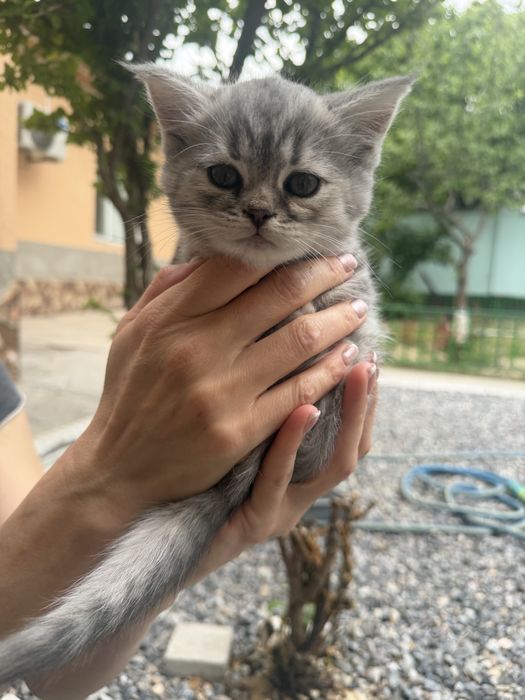 Котята Страйты породистые