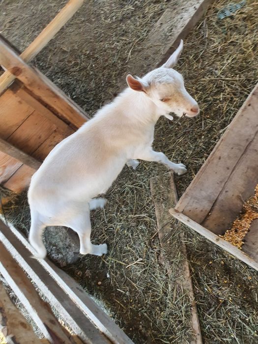 Vand tapi saneen pret negociabil sau schimb cu capre bune de lapte