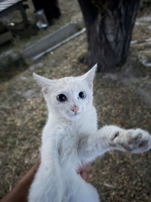 Кот уникальный