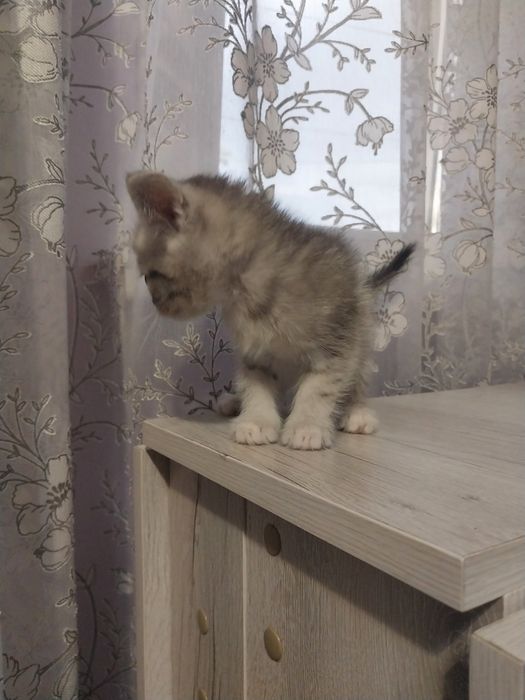 Отдам даром котят