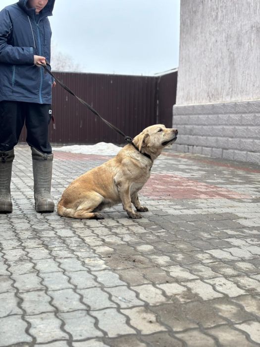 ургашы лабрадор ретривер сатылады