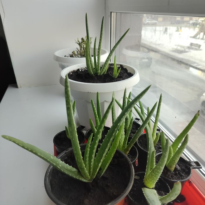 Цветы  комнатные