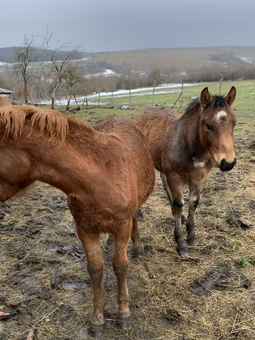 Mânză si armasar de vanzare