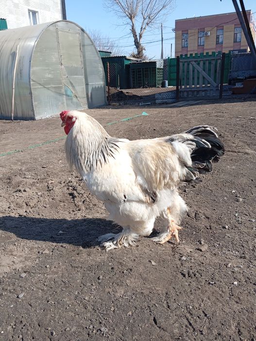 Продается петух брамо светлый