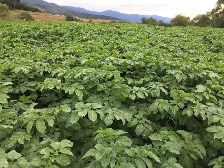 Семе Картофи СОРАЯ клас А