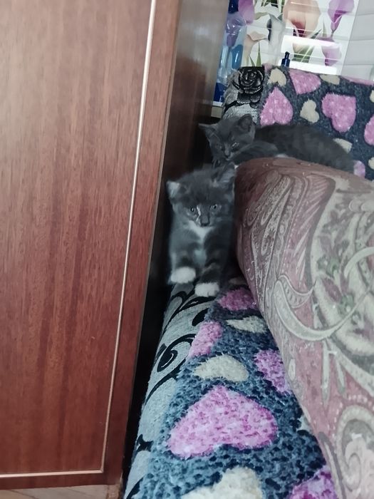 Отдам ушастых котят