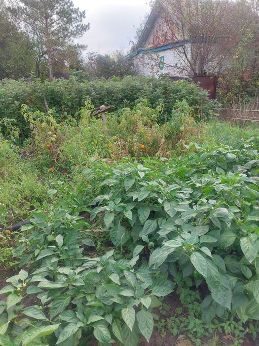 Продом дачу все включино