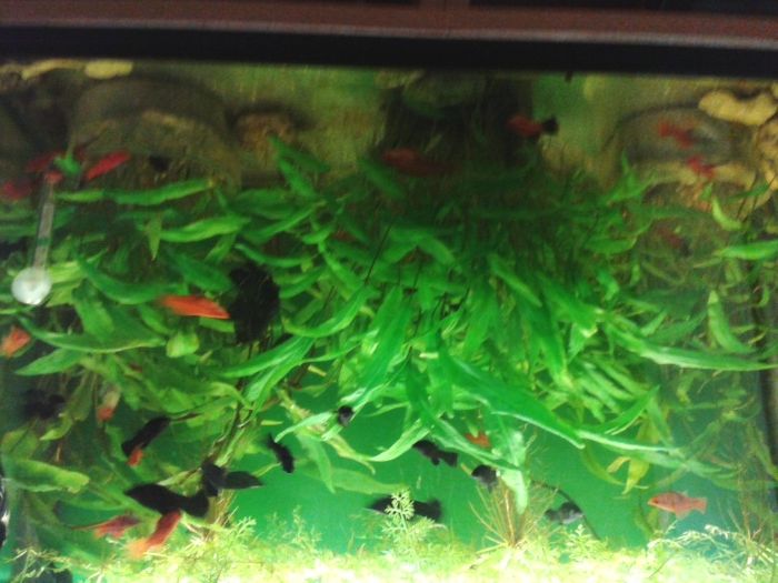 Растения за аквариум