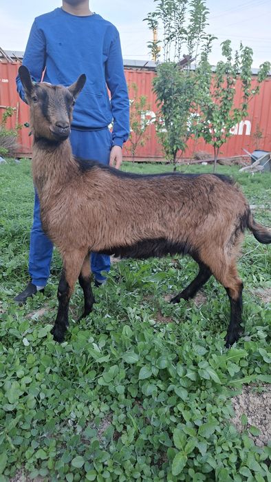 Алпин эчки сотилади  Alpin echki sotiladi