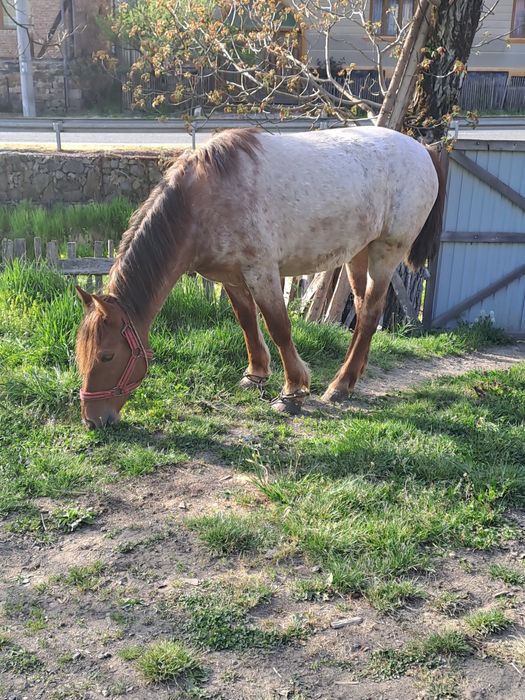 Vand manza ,urgent!