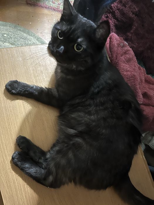 Отдам кота 2 года