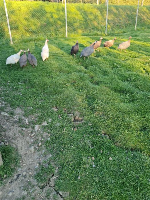 Ouă de bibilică pt incubator/consum