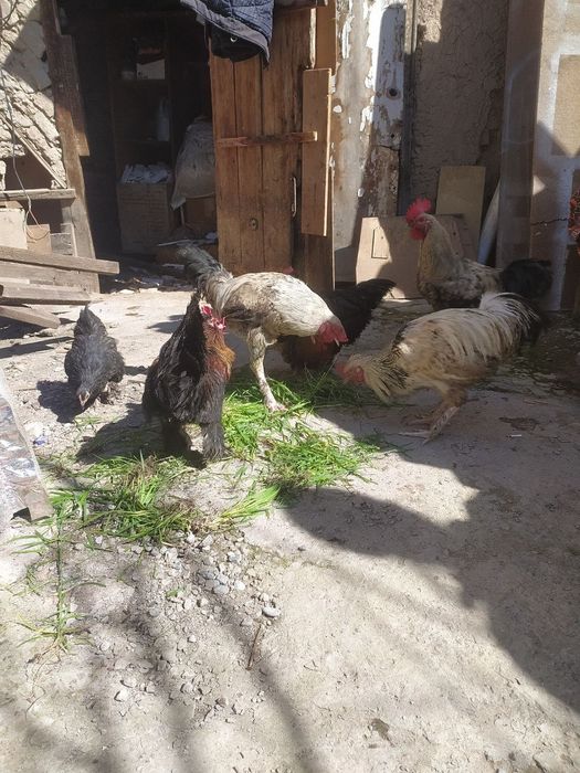 Продается петухи