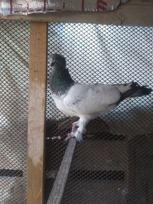 Продаются голуби самцы