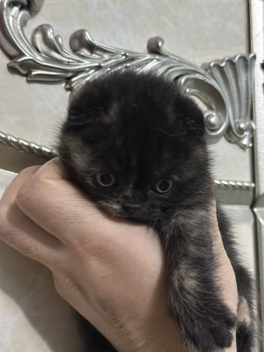 Продается котенок скоттиш фолд