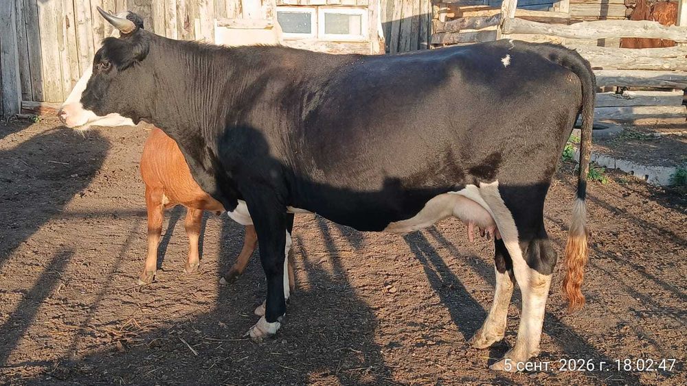Продам племенную корову с теленком