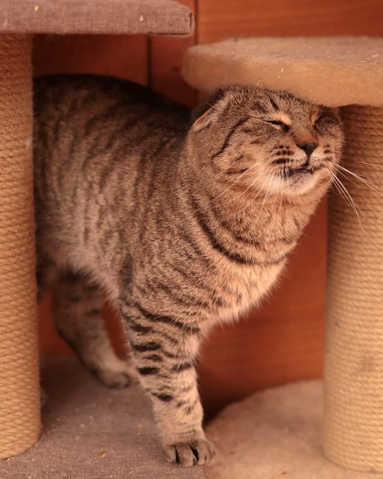 Кастрированный котик