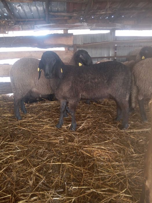 Berbecuți de prăsilă cap negru de Teleorman de vânzare