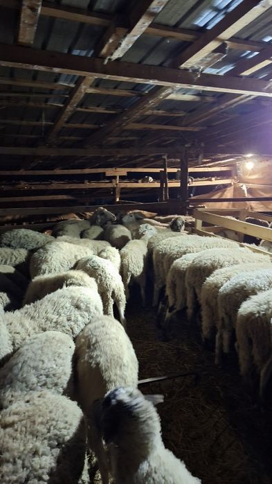 Продавам  агнета шилета овце