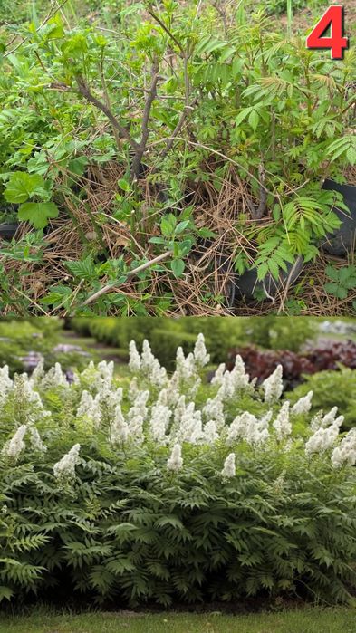 Растения для улицы