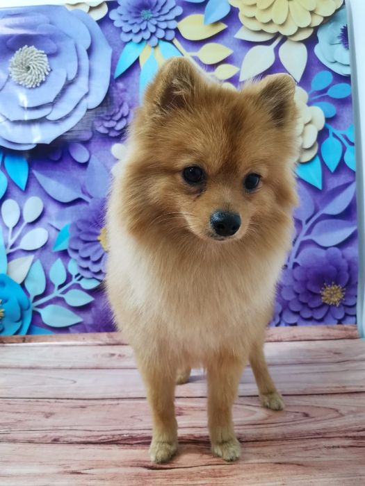 Вязка  немецкий шпиц мальчик