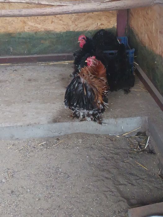 Oua incubat cochincina pitic