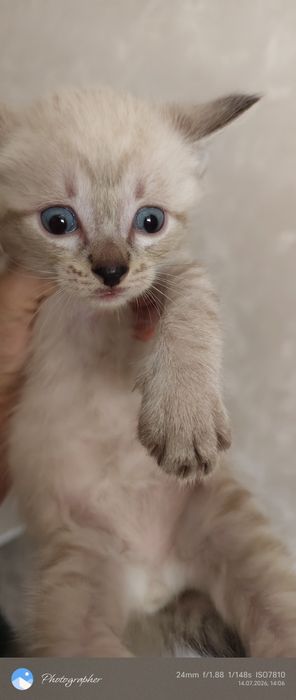 Мальчик и девочка котенок