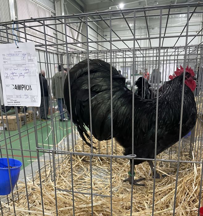 Pui gaini Australorp negru