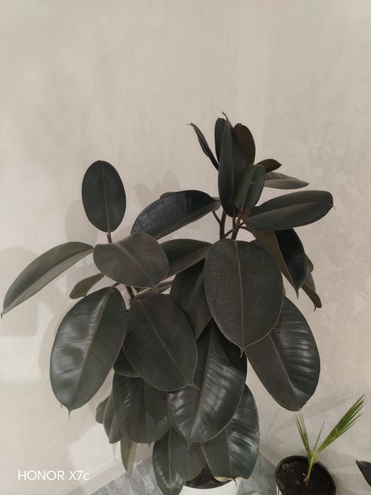 Fikus Elastika (Qora shahzoda)