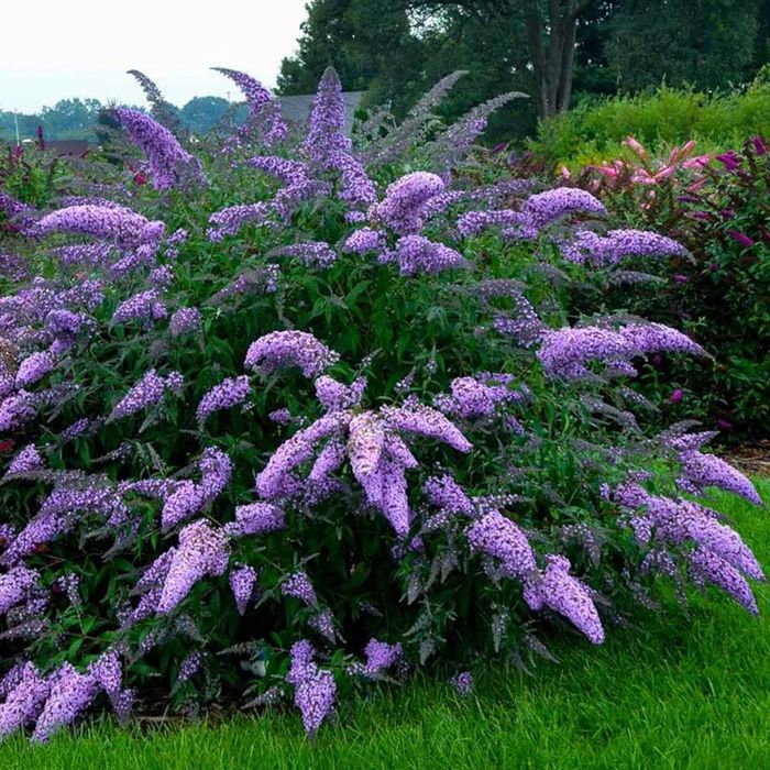 Саженцы из России