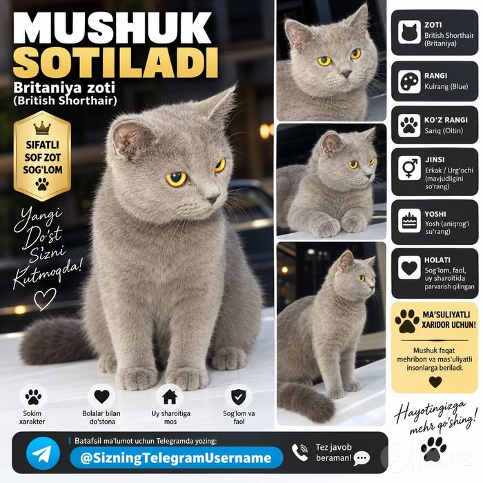 Mushuk sotiladigan britanski qo'shishga tayor