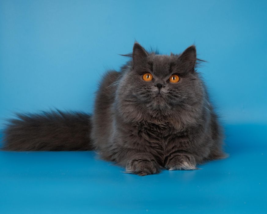 Длиношерстные британские котята