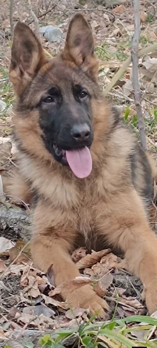 немецкая овчарка подросток