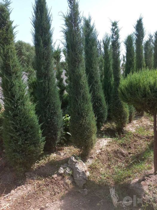 Можжевельник арча кучатлари сотилади