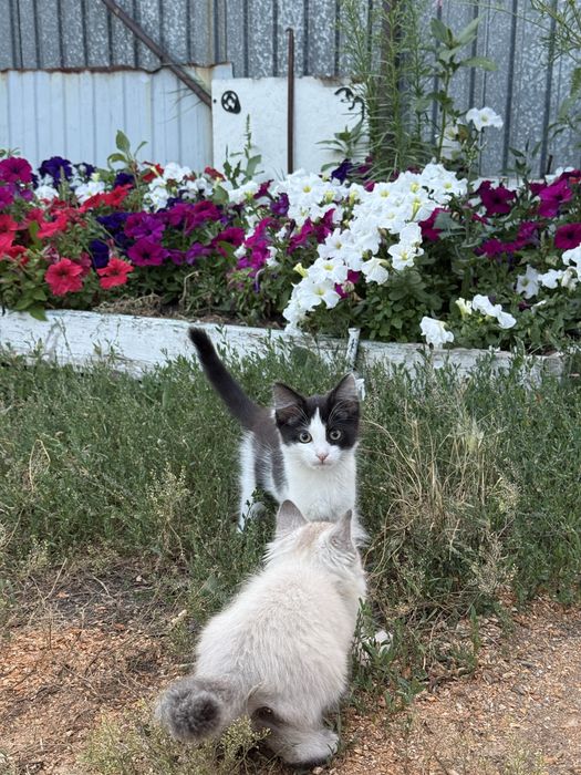 Отдам котят бесплатно мальчик и девочка