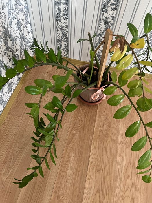 Комнатные цветы, доллары