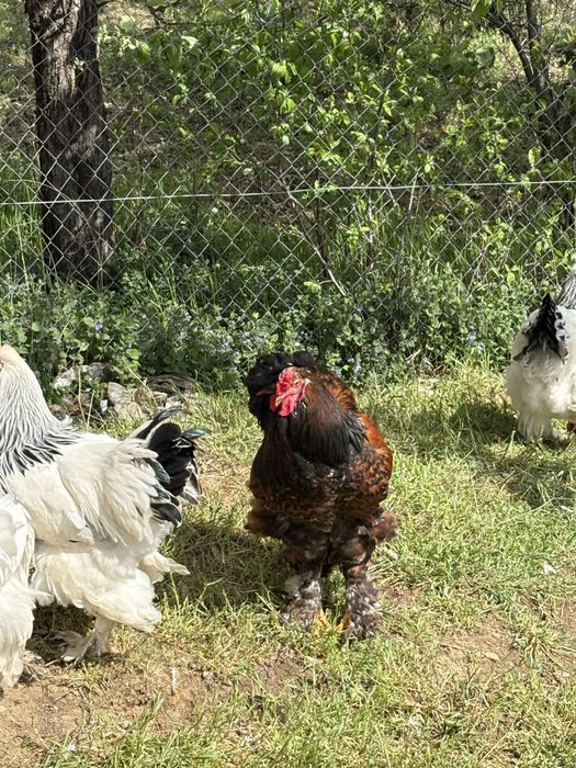 Cocoș Brahma de vanzare
