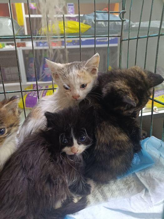 Котята в хорошие руки