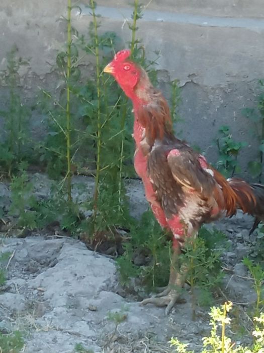 bobo xoʻros sotiladi