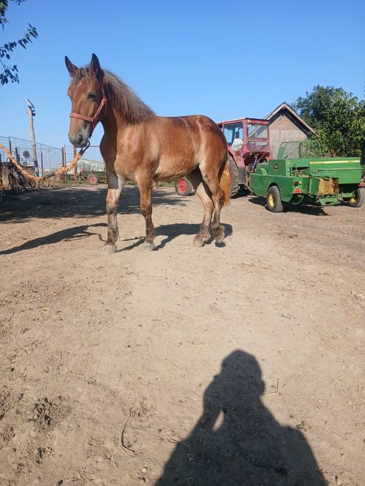 Vând mânza și iapa