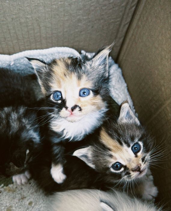 Котята / 1 месяц