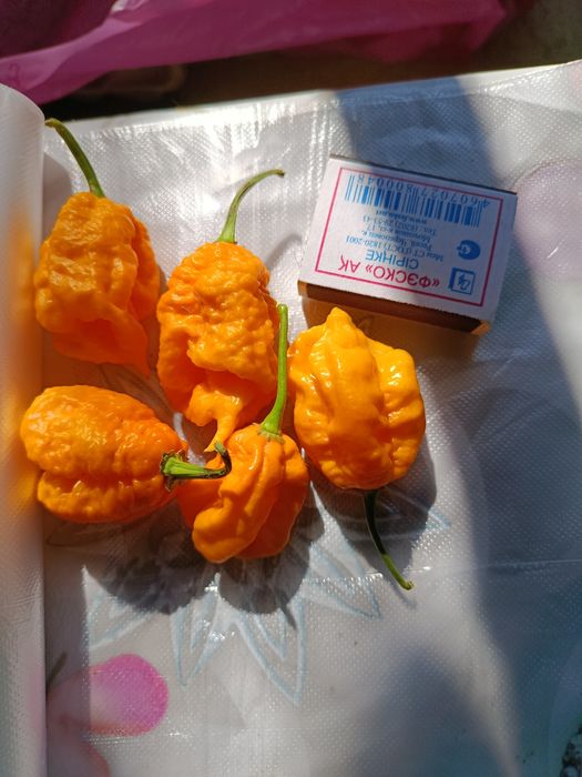 Продается  самый горький перец  Каролина рипер