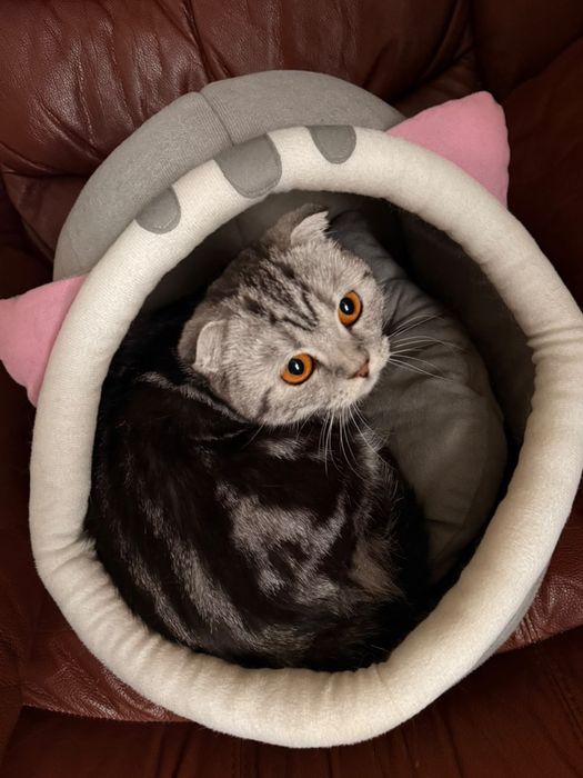 Шотландская кошка