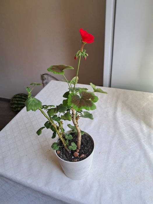 Продам комнатные цветы