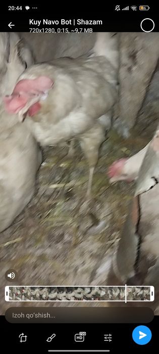 Tuxum yoʻnalishidigi lomin sendi tovuqlari sotladi