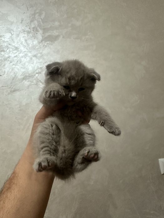 Кошки Скоттиш Фолд