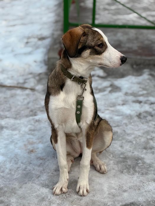 Пристраивается срочно!