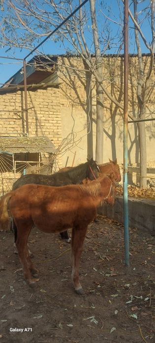 От той эркак 2 та ургочи 1 та